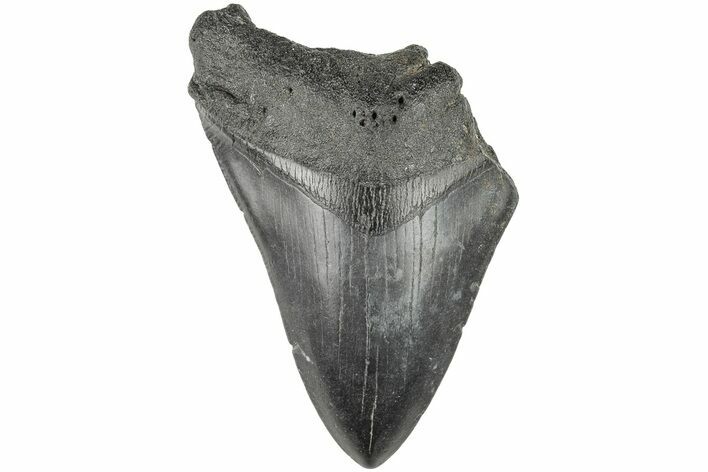 3.92" Partial Megalodon Tooth